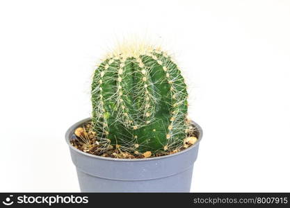 close up Cactus isolated on white background