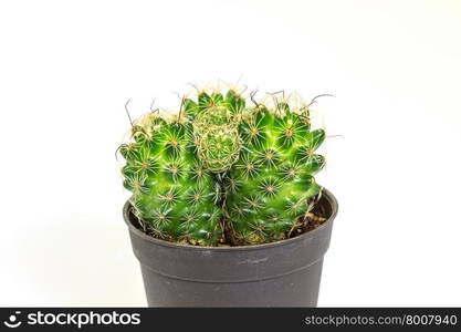 close up Cactus isolated on white background