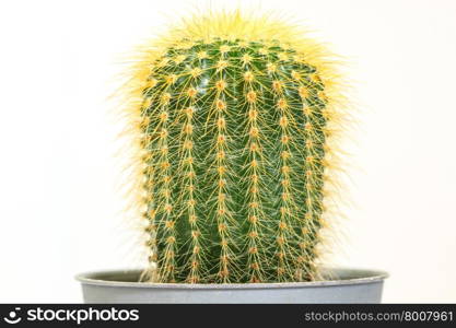 close up Cactus isolated on white background