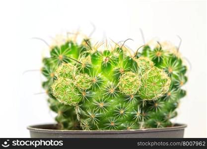close up Cactus isolated on white background