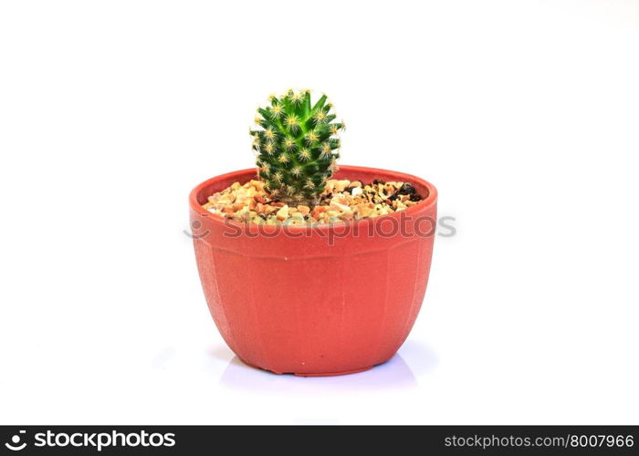 close up Cactus isolated on white background