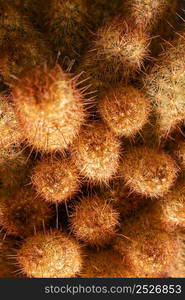 close up cactus plants 2