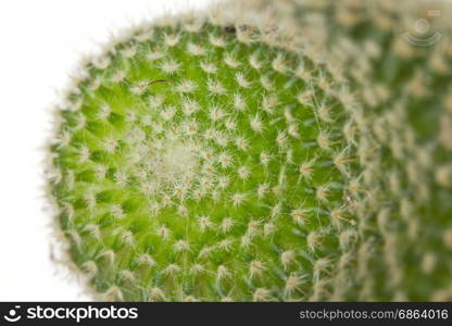 Close up cactus plants in garden, selective focus