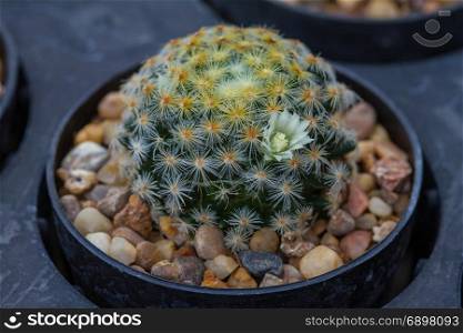 Close up cactus plants in garden, selective focus