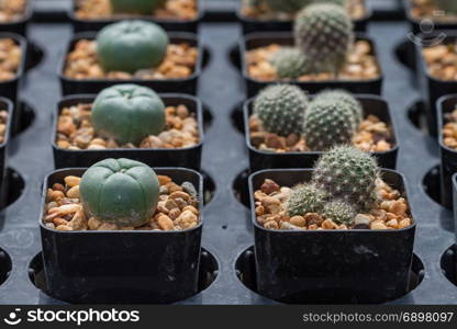 Close up cactus plants in garden, selective focus