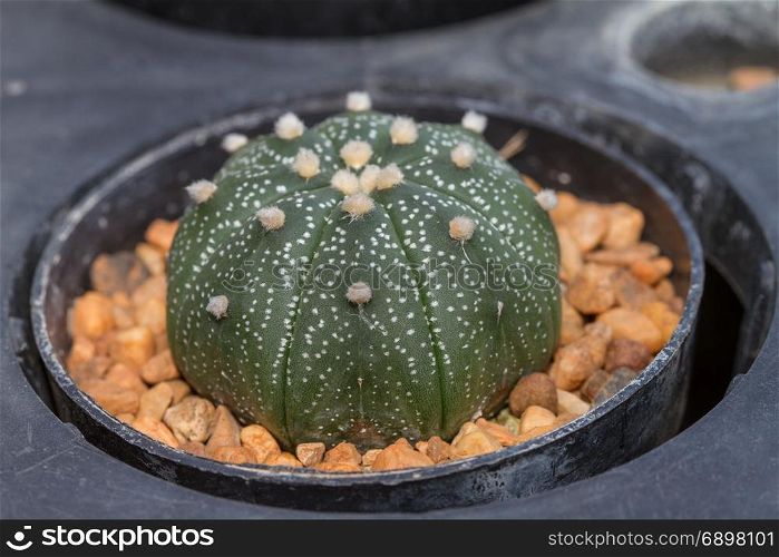 Close up cactus plants in garden, selective focus