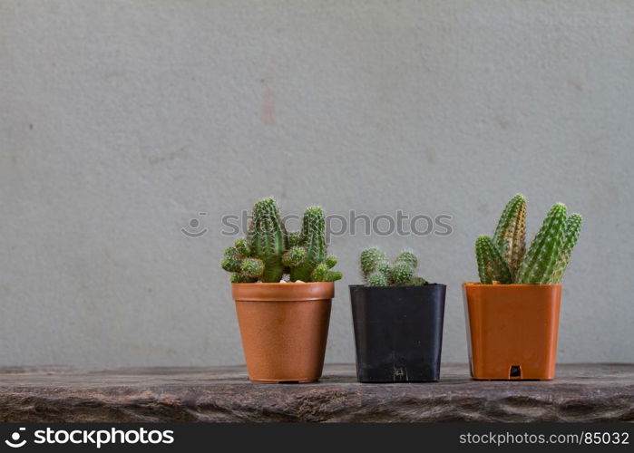 Close up cactus plants on wooden and grunge wall background