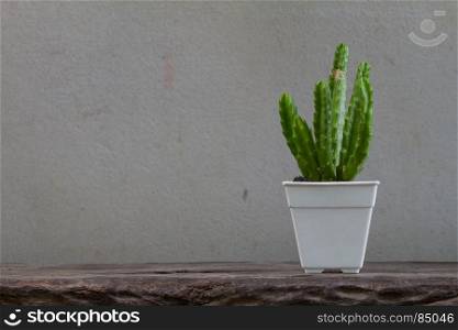 Close up cactus plants on wooden and grunge wall background