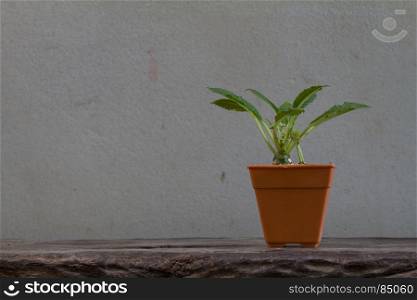 Close up cactus plants on wooden and grunge wall background