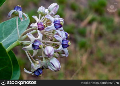 Close up calotropis giantea flower or crown flowers blooming in the garden