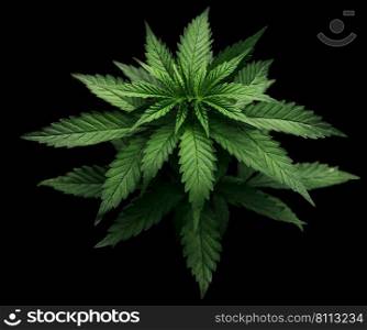 close up cannabis on black background