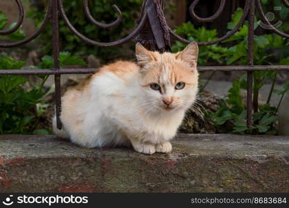 Close up cat concept photo. Cute fluffy animal. Outcast and stray pet. Front view photography with plants on background. High quality picture for wallpaper, travel blog, magazine, article. Close up cat concept photo