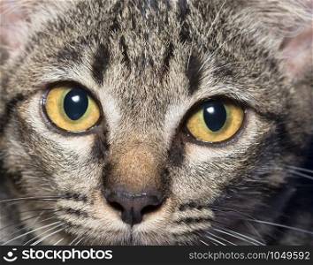 Close-up cat eyes