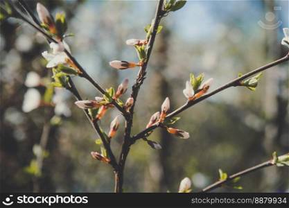 Close up cherry blossoms buds on branch concept photo. Springtime in garden. Front view photography with blurred background. High quality picture for wallpaper, travel blog, magazine, article. Close up cherry blossoms buds on branch concept photo
