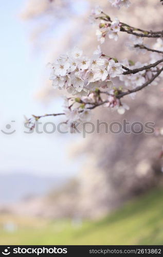 Close up cherry tree