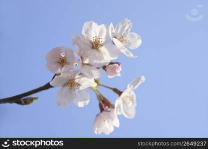 Close up cherry tree