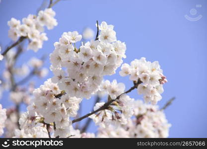 Close up cherry tree