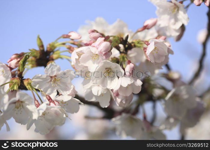 Close up cherry tree