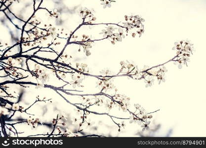 Close up cherry tree blossom on branches concept photo. Spring garden. Front view photography with grey sky on background. High quality picture for wallpaper, travel blog, magazine, article. Close up cherry tree blossom on branches concept photo