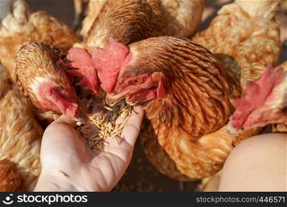 Close up chicken eating food from woman hand, natural free range organic farm