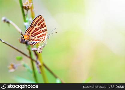 Close up Cigaritis Syama beautiful butterfly with white orange red pattern perching use leg to hook ovary or pupa, Insect nest and propagation of animal in garden on green nature sunlight background