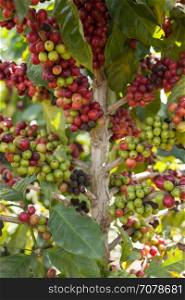 close-up coffee on tree in agriculture garden