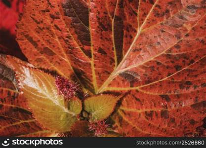 close up colored plant foliage