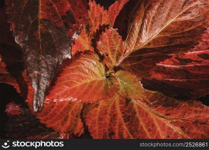 close up colored plant leaves