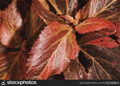 close up colored vegetation leaves