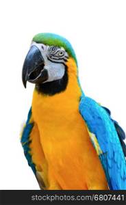 Close up colorful birds on white background, Blue and Gold Macaw scientific name Ara ararauna