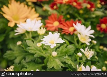 close up colorful chrysanthemum flowers garden