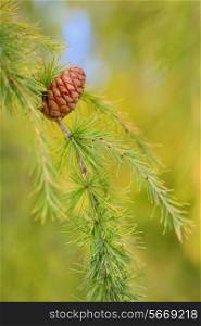 Close up cone on pine in forest