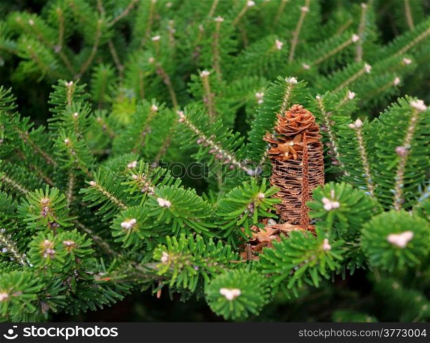 Close up conifer green branch with cones