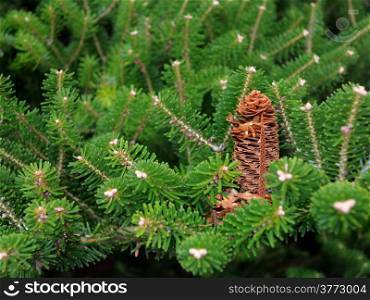 Close up conifer green branch with cones