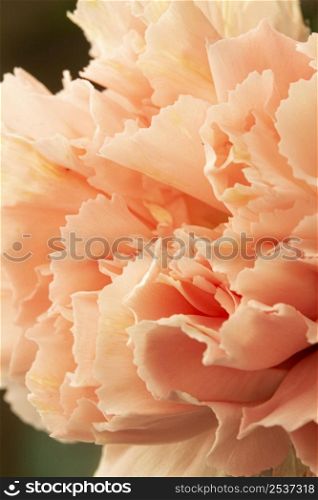 close up coral colored flower 2