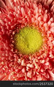 close up coral colored flower