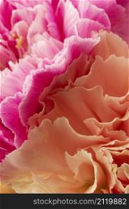 close up coral pink colored flowers
