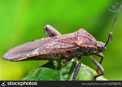 Close up Coreid bug on plant tree on nature green background / Squash bug