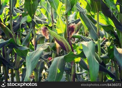 close up corn plant on green field