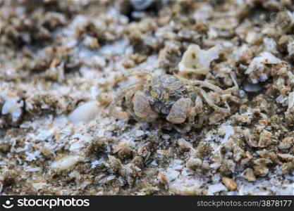 close up crab on a background of sand