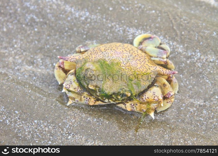 close up crab on a background of sand