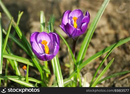 Close-up Crocus flowers. Lilac flowers of Crocus, blooming in the spring.