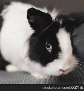 close up cute black white rabbit
