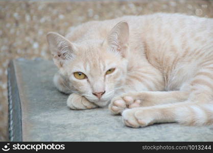 close up cute cat on metal floor