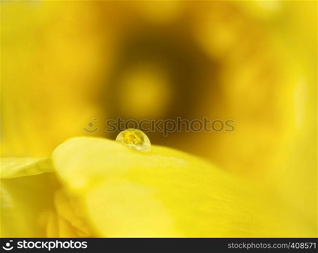 Close Up Daffodil water drop reflection yellow