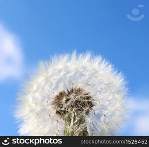 Close-up dandelion fluffy seeds against light blue sky background. Fluffy dandelion seeds background