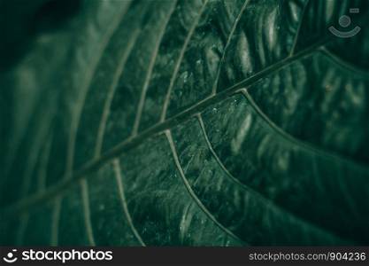 Close up dark green leaf background or texture dark tone.