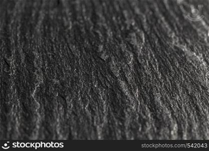 close up dark tree shell
