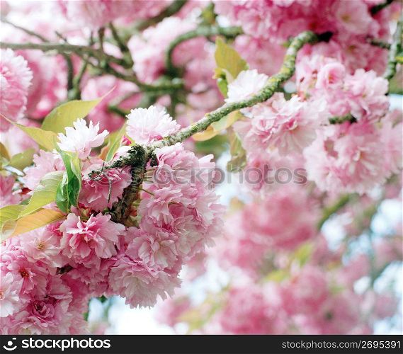 Close up delicate pink spring blossoms on flowering tree