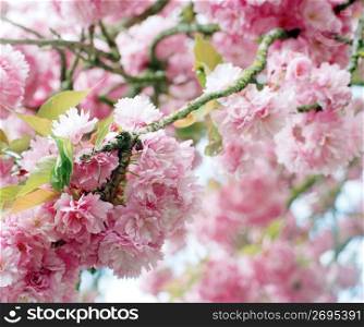 Close up delicate pink spring blossoms on flowering tree